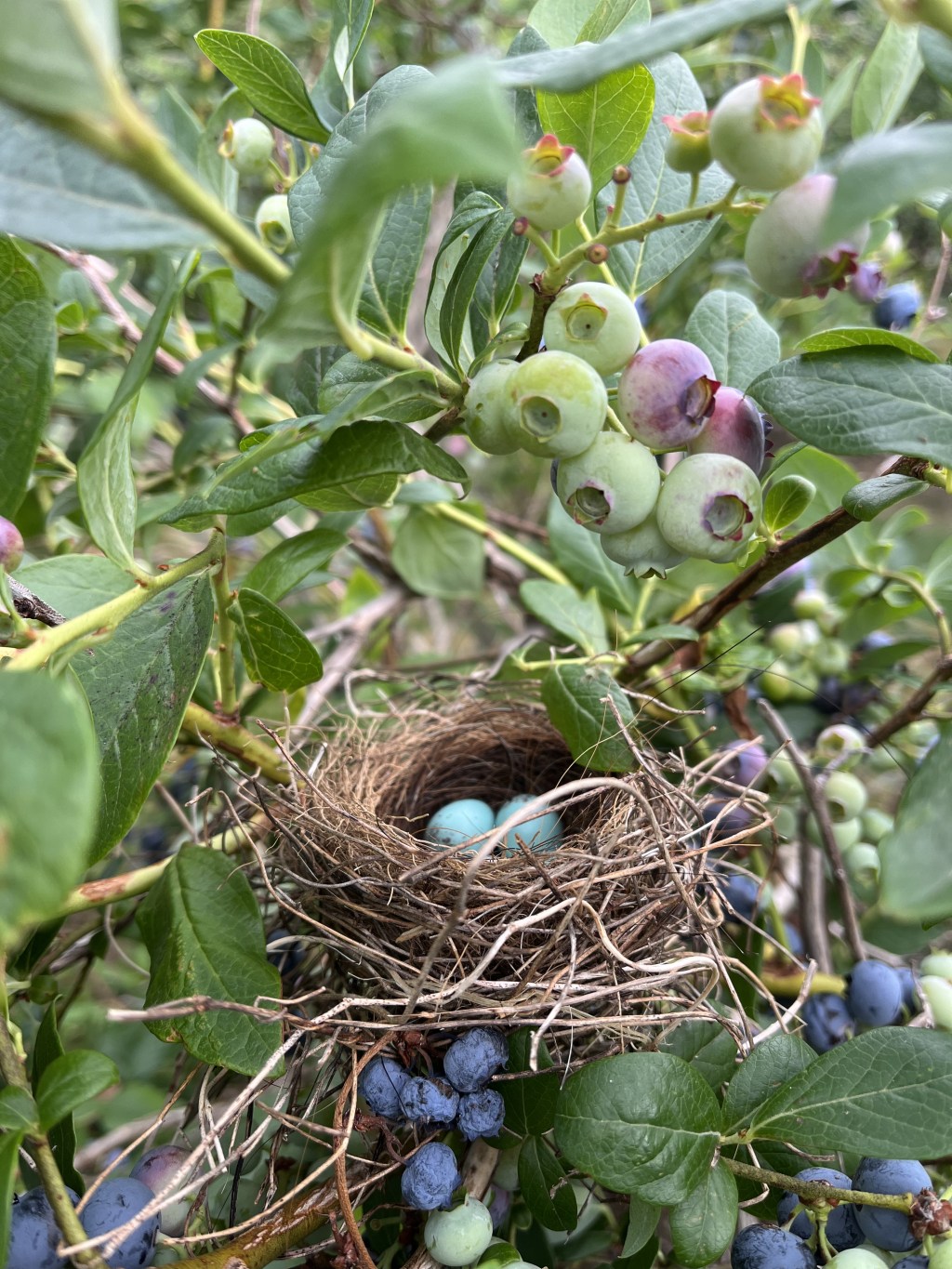 Welcome to The&nbsp;Nest